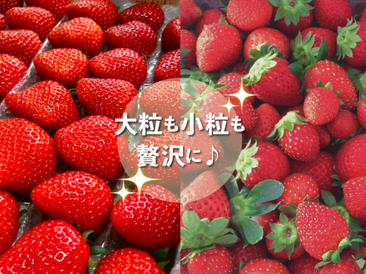 贅沢 イチゴ狩り気分セット 800g と小粒ちゃんイチゴ 870g の2箱 農家漁師から産地直送の通販 ポケットマルシェ