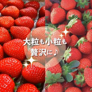 《贅沢》イチゴ狩り気分セット(800g)と小粒ちゃんイチゴ(870g)の2箱