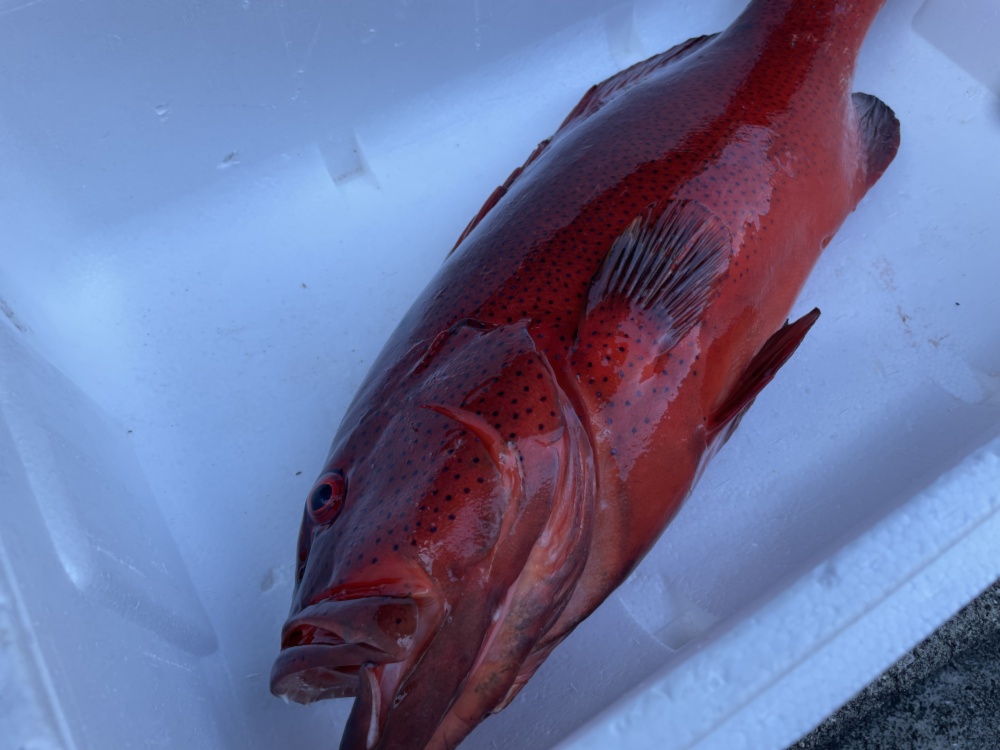 海人様専用u203c︎ スジアラ2.8kg アオノメハタ1.3kg鱗、内臓処理済