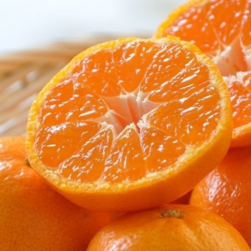 甘みと酸味のバランス抜群！木成り完熟みかんミックスサイズ｜みかんの