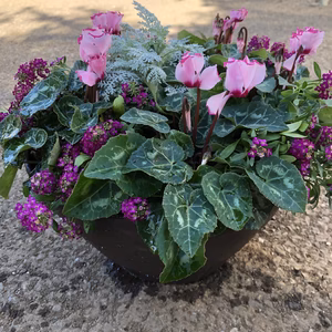 [予約注文開始11月20日以降発送]冬を彩るシクラメンの寄せ植え