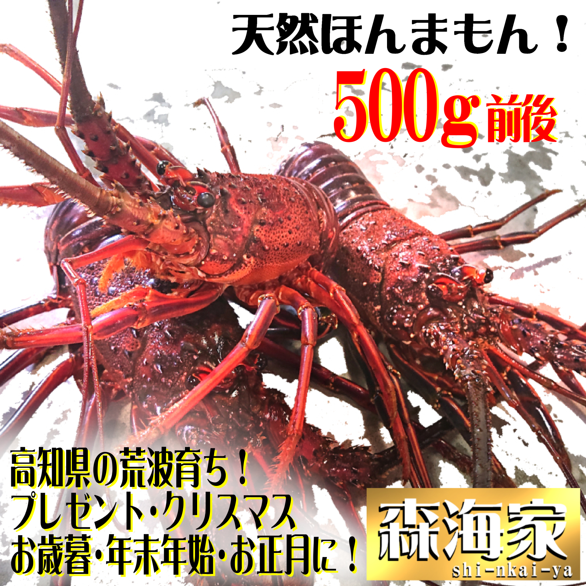 初物!すぐ出荷!活き〆伊勢海老500g1~3尾 高知県産! 活〆伊勢海老1〜3尾 (個包装)