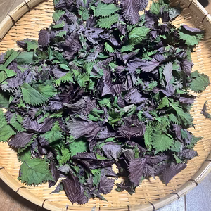【送料無料❗️】紫蘇(しそ)ジュース手作りセット