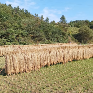 【新米】菌活米 『ホタル舞う田の大粒コシヒカリ』昔ながらの天日米 2022年度