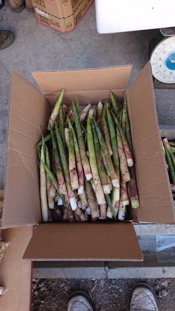 好評頂き第五弾‼️5月発送予約商品‼️『根曲り竹』をどうぞ。