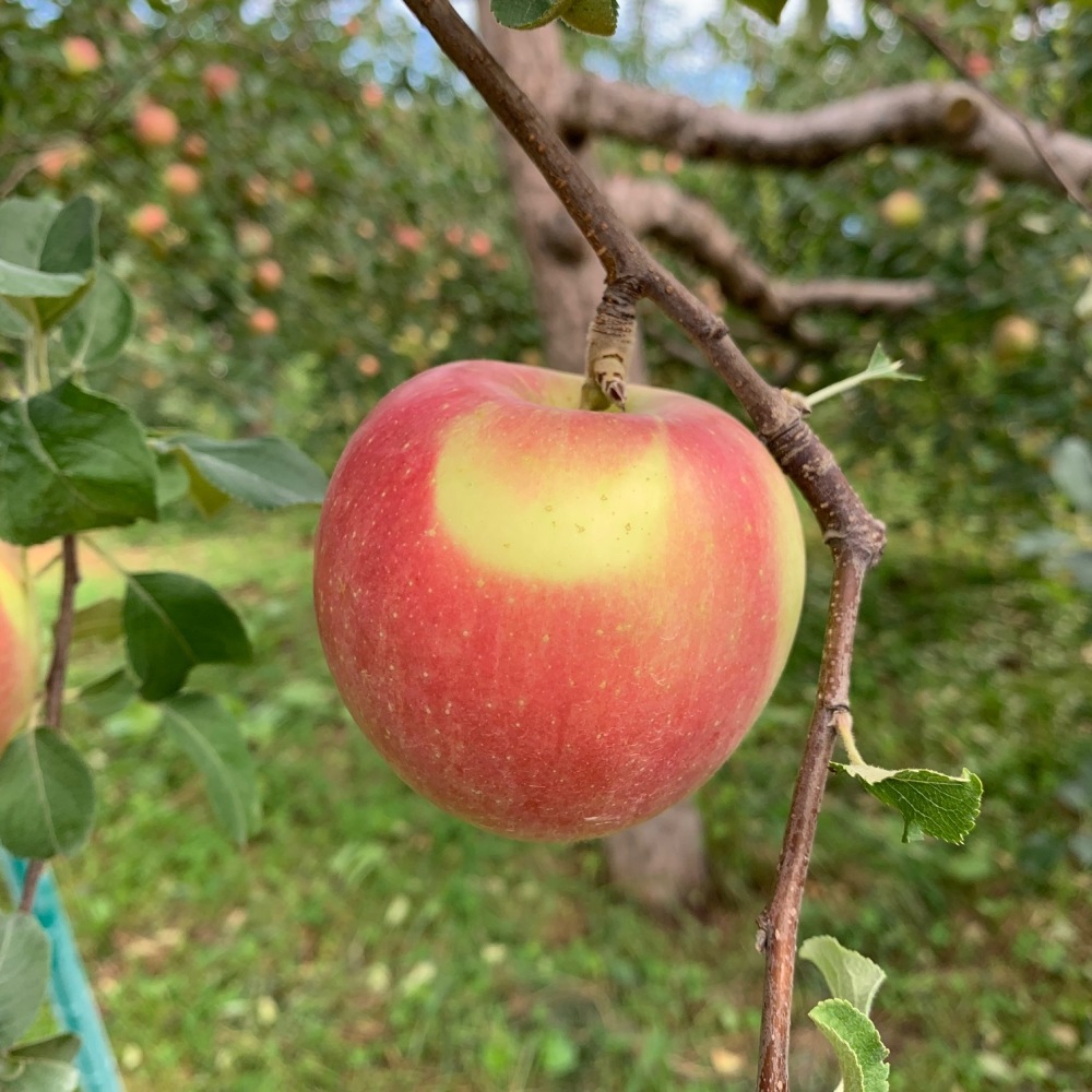 青森県弘前市｜りんごママの山上農園｜山上一人さんの生産者