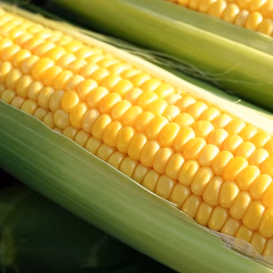 【R8/予約販売(予約特典有)】フルーツ以上の糖度を誇るトウモロコシ