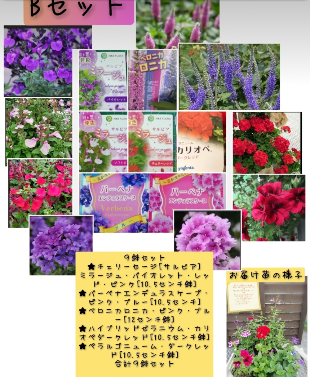 花農家オススメ 栄養系大鉢セットなが く開花のパテント品種 農家漁師から産地直送の通販 ポケットマルシェ