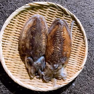【期間限定】コウイカ(スミイカ)