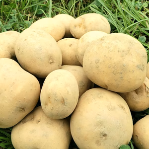 ★農薬不使用のジャガイモ ◎大小混合 1.5～8.5kg【奈良県産】無農薬