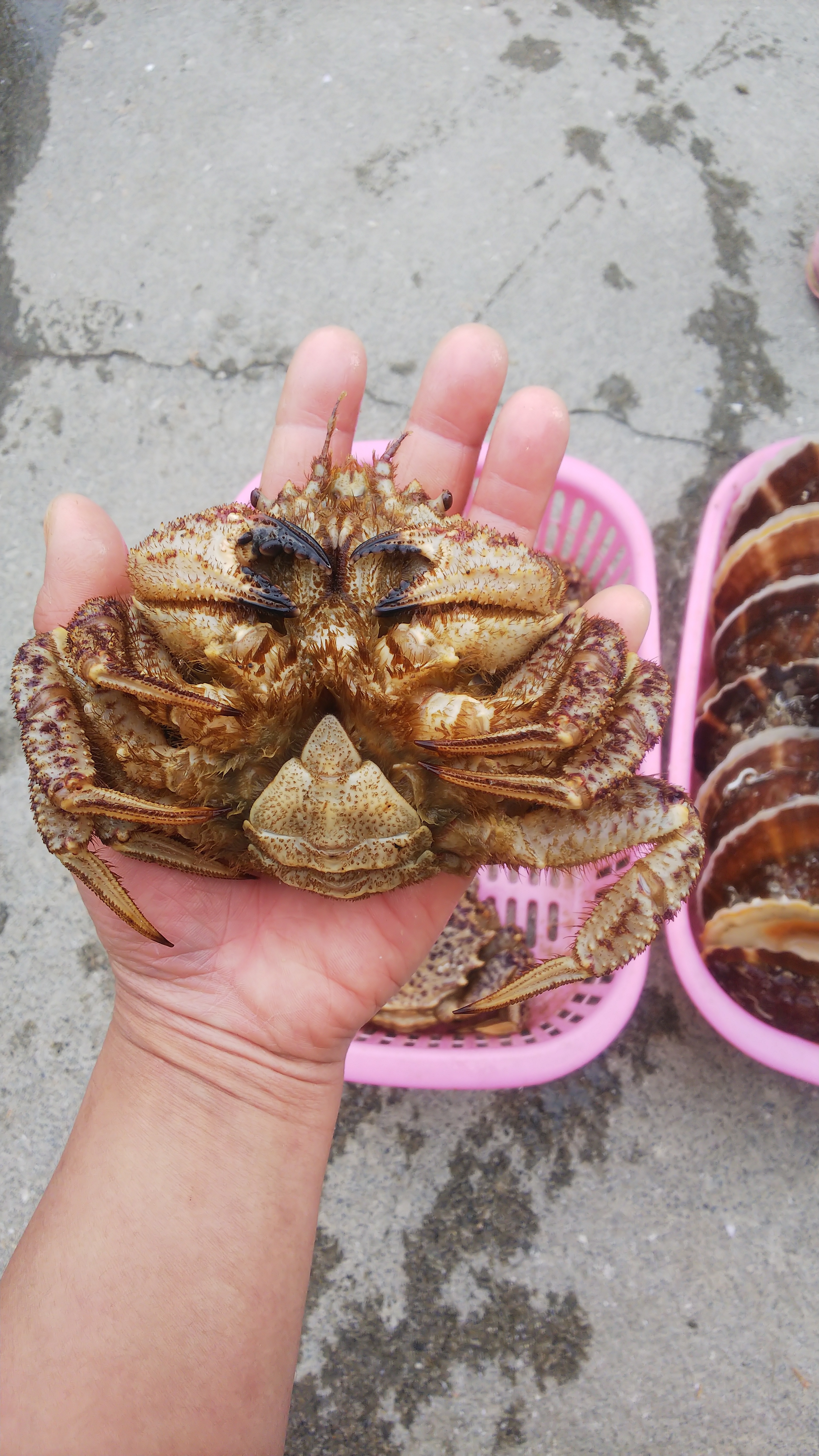 青森県むつ湾ホタテとトゲクリ蟹セット 農家漁師から産地直送の通販 ポケットマルシェ