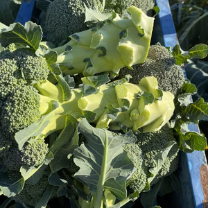 福袋2022 愛媛県産低農薬朝採りブロッコリー