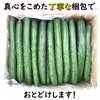 宮崎県産　きゅうり　A品　お試しセット