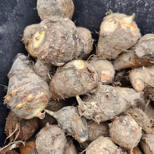 里芋（大和早生）