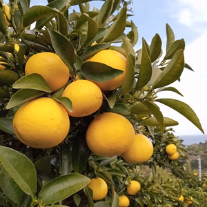 ニューサマーオレンジ(日向夏)