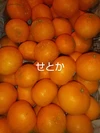 【家庭用】園主の気まぐれ 春みかん ５種盛 柑橘食べ比べ   