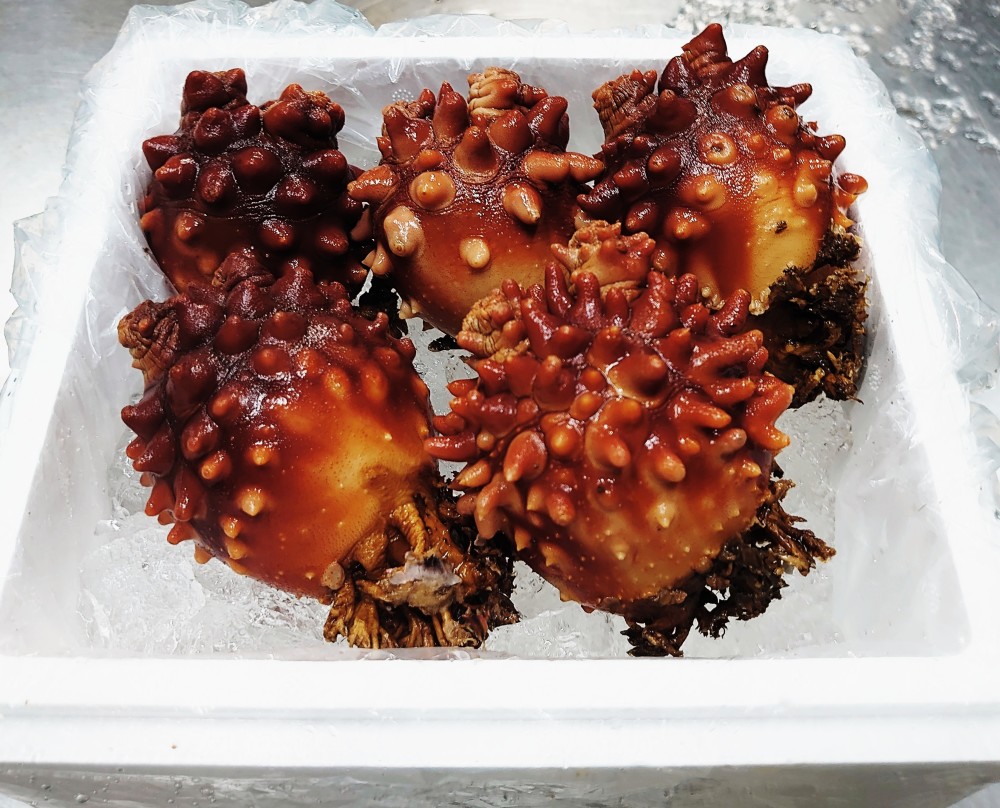 岩手県山田湾の 活『殻付ホヤ』 殻付ホヤ約1kg/3から6粒/ふぞろいです