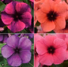 日々草人気品種【タトゥー】花色も選べる5苗より【ミックス販売もあります】