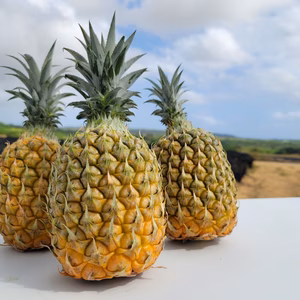 【送料無料】《完熟》石垣島産スナックパイン6玉