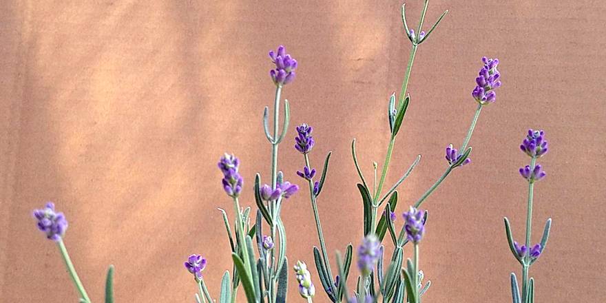 新生活に､植物を育てる喜びを 鉢植えのお花 のたしなみ | 農家漁師から産地直送の通販 ポケットマルシェ