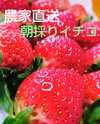 絶品!!甘ぁ～い(*^^*)朝採りいちご
