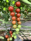 てっちゃんの完熟ミニトマト　こすず　2キロ　日日農園