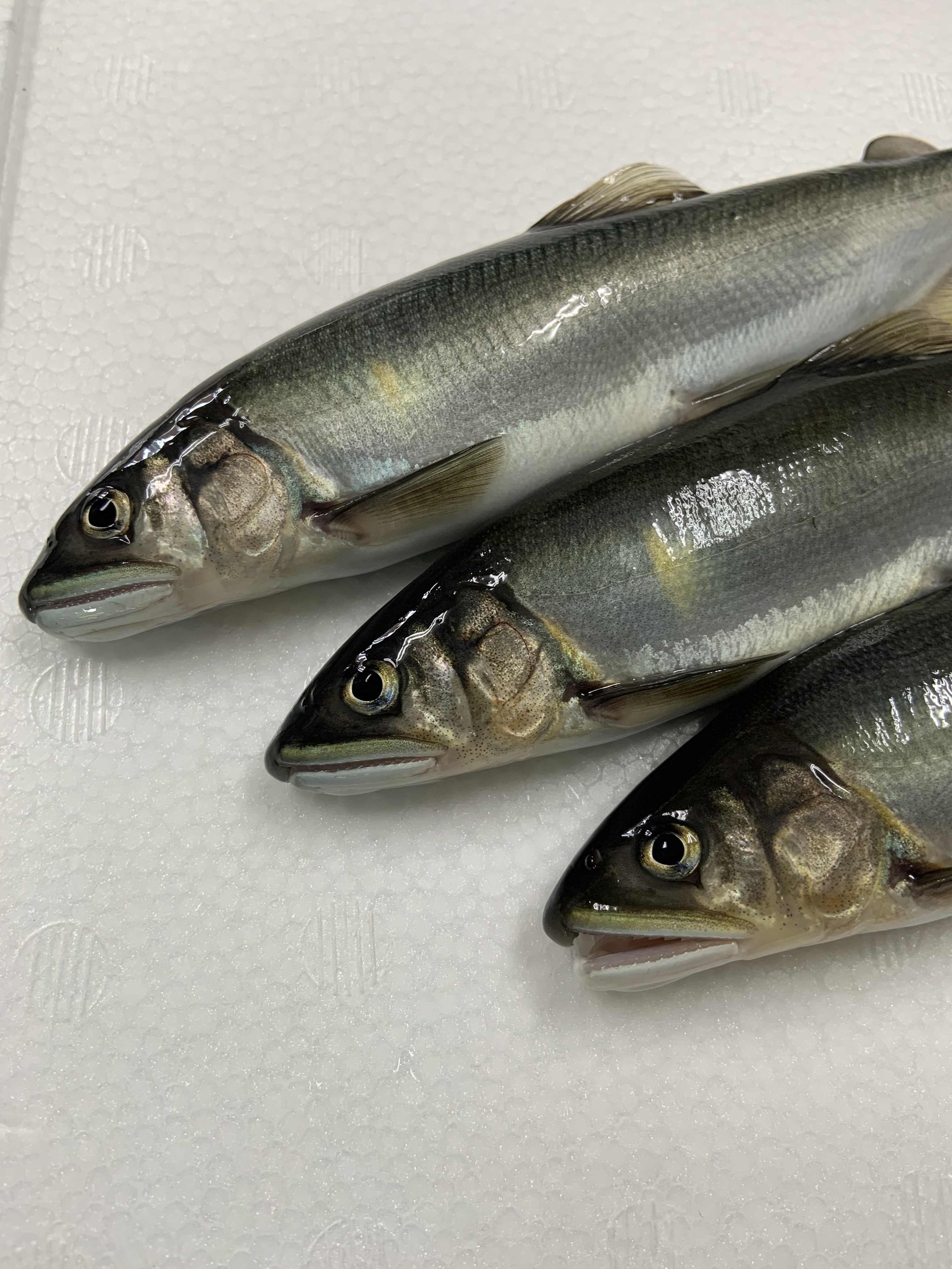 鮮度抜群 活〆生鮎 地下水育ち 魚介類の商品詳細 ポケットマルシェ 産直 産地直送 通販 旬の果物 野菜 魚介をお取り寄せ