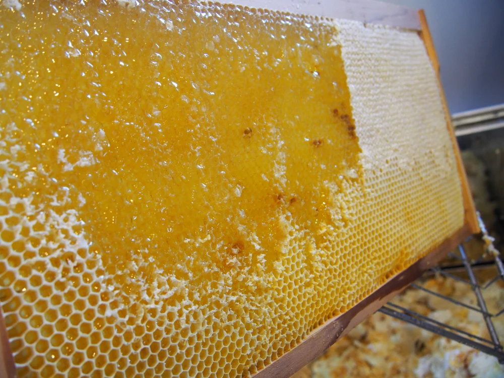 風味の違いを楽しめるハチミツ食べ比べセット[145g×3]