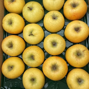 CA貯蔵品！青森県産シナノゴールド5キロ【家庭用】