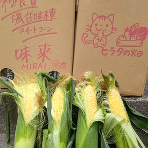 スイートコーン(味来)今年も宜しくお願いします(*^^*)