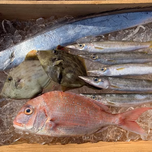 和歌山の旬が詰まった鮮魚ＢＯＸ！(中サイズ)
