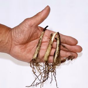 ！現在出荷中！【4年物20本】行者にんにくの苗根