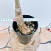 現物販売　②　パキラ　実生　希少　人気　観葉植物