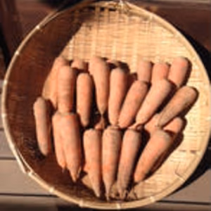 無農薬　たのしく土付き人参5kg