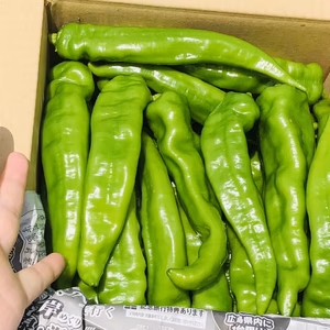 『旬の今だけ』1.5ｷﾛ✨やめられない!止まらない!辛い万願寺とうがらし！