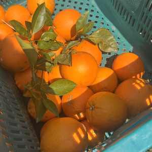 和歌山県産　ネーブルオレンジ(大きめ)