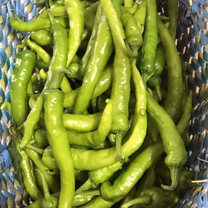 伏見甘長とうがらし