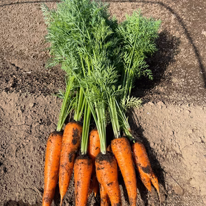 寒さで糖度が増してるスイートニンジン！