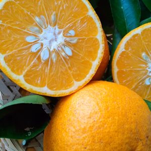 体が喜ぶ♫自然農法　昔ながらの甘夏　（農薬・肥料一切不使用）