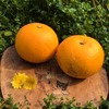 【収穫したて】サッパリ酸味が心地いい！八朔【農薬不使用】