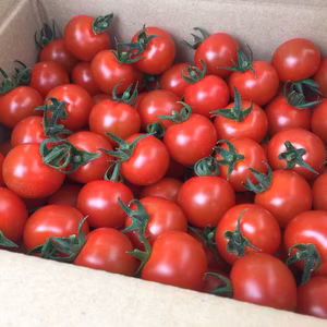 ☆共同購入に…お勧め‼︎《美トマト(赤)×2箱》くす美トマト農園
