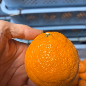 【訳あり】小さくても不知火！平均糖度１5度！樹上完熟【不知火】