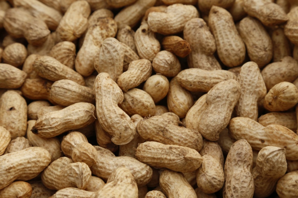 今年の新作から定番まで 落花生 おおまさり 種 1000粒 野菜 Www Sugarcane Org