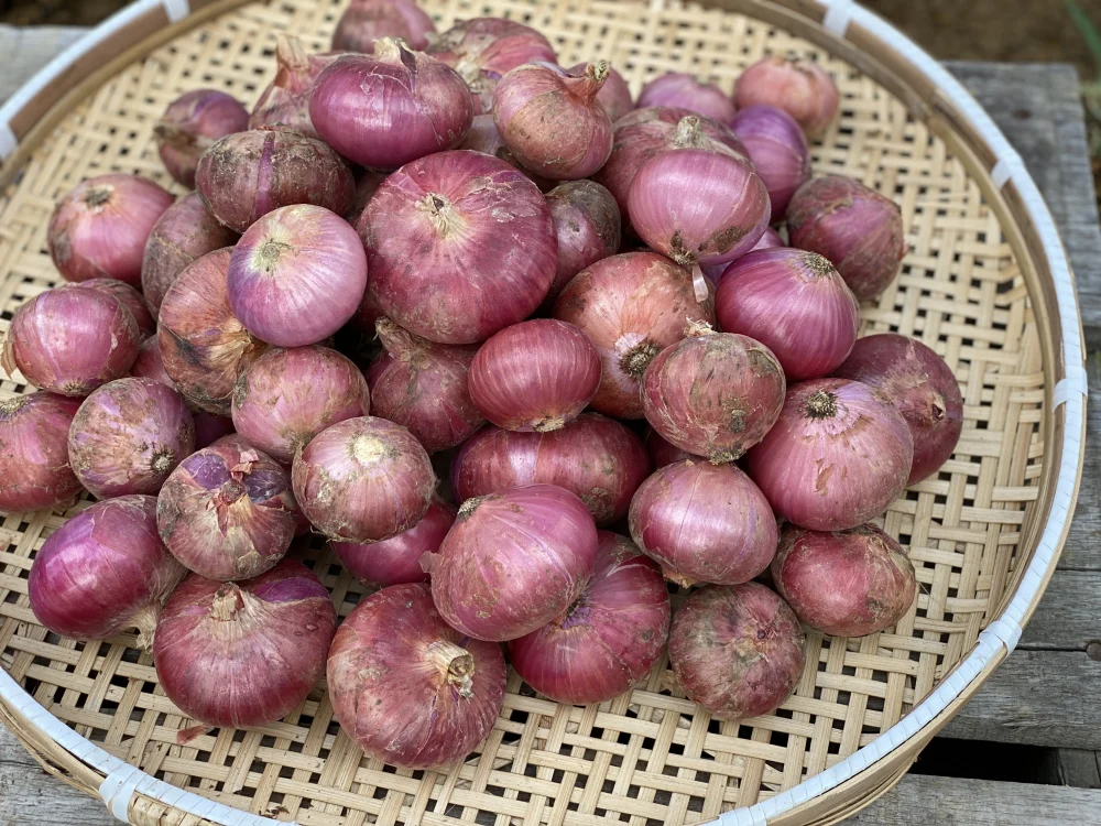 【期間限定お試し価格】赤たまねぎ4.5kg《みずみずしくて辛みが少ない》