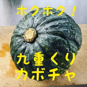 九重くりカボチャ2玉