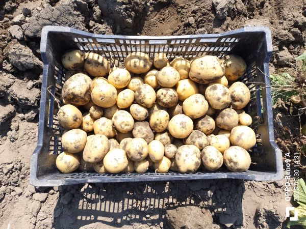 【地元学校給食指定】50％以上減・減栽培・新ジャガイモ「とうや」