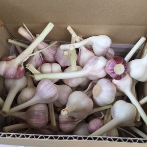 超おチビちゃん　生ニンニク  和歌山県産Sサイズ