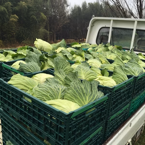 長い冬を乗り越えた鮮度抜群甘〜いキャベツ8個