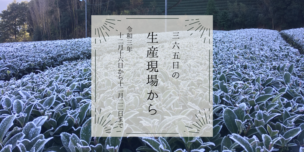 霜一面の茶畑｡寒〜い冬がおいしいお茶を作るのね🍵12月16日〜12月22日