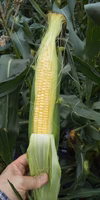 【8月の予約】生でも食べれるフルーツみたいに甘〜いとうもろこし《味来》